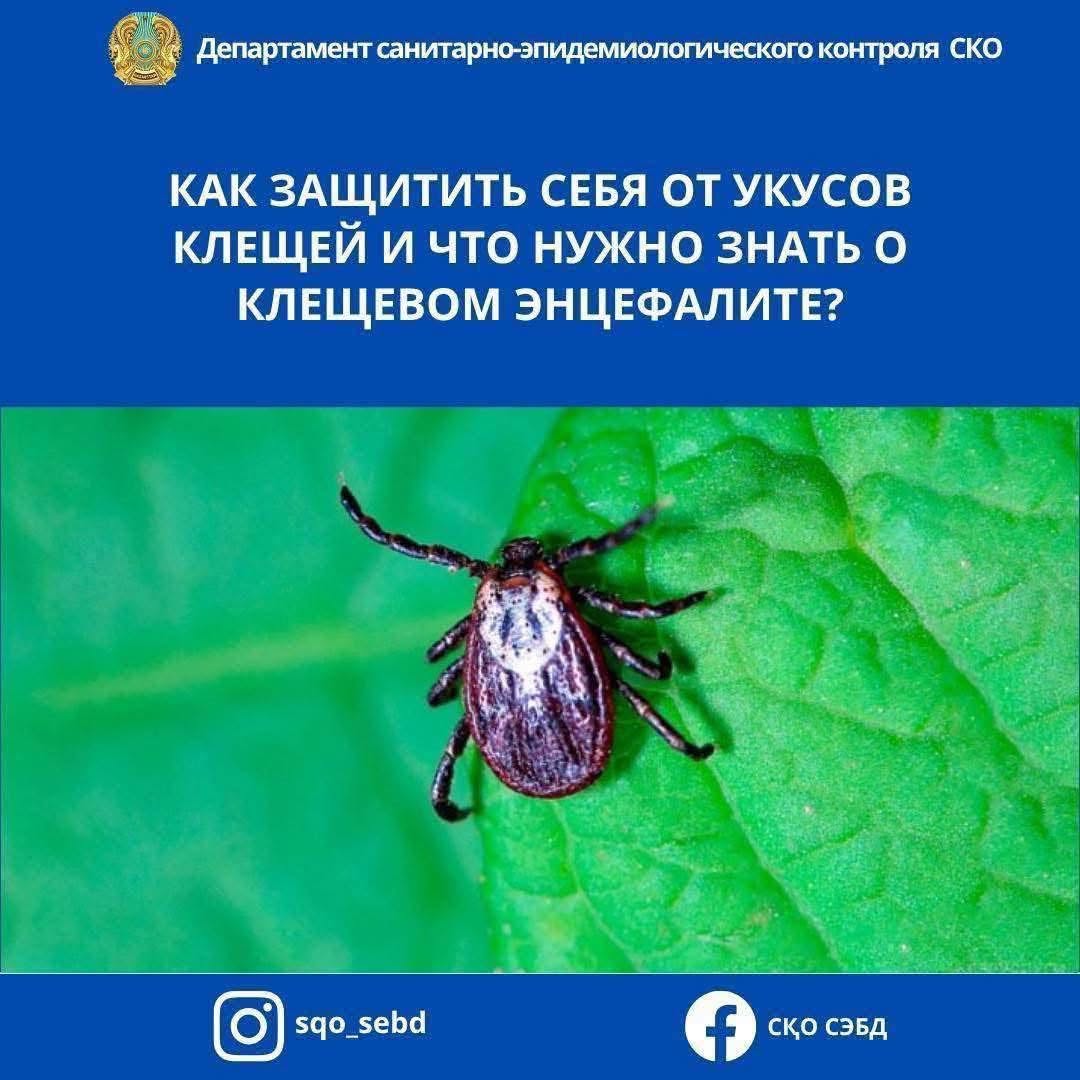 📌 КЕНЕ ШАҒУЫНАН ҚАЛАЙ ҚОРҒАНУҒА БОЛАДЫ ЖӘНЕ КЕНЕ ЭНЦЕФАЛИТІ ТУРАЛЫ НЕНІ БІЛУ КЕРЕК?