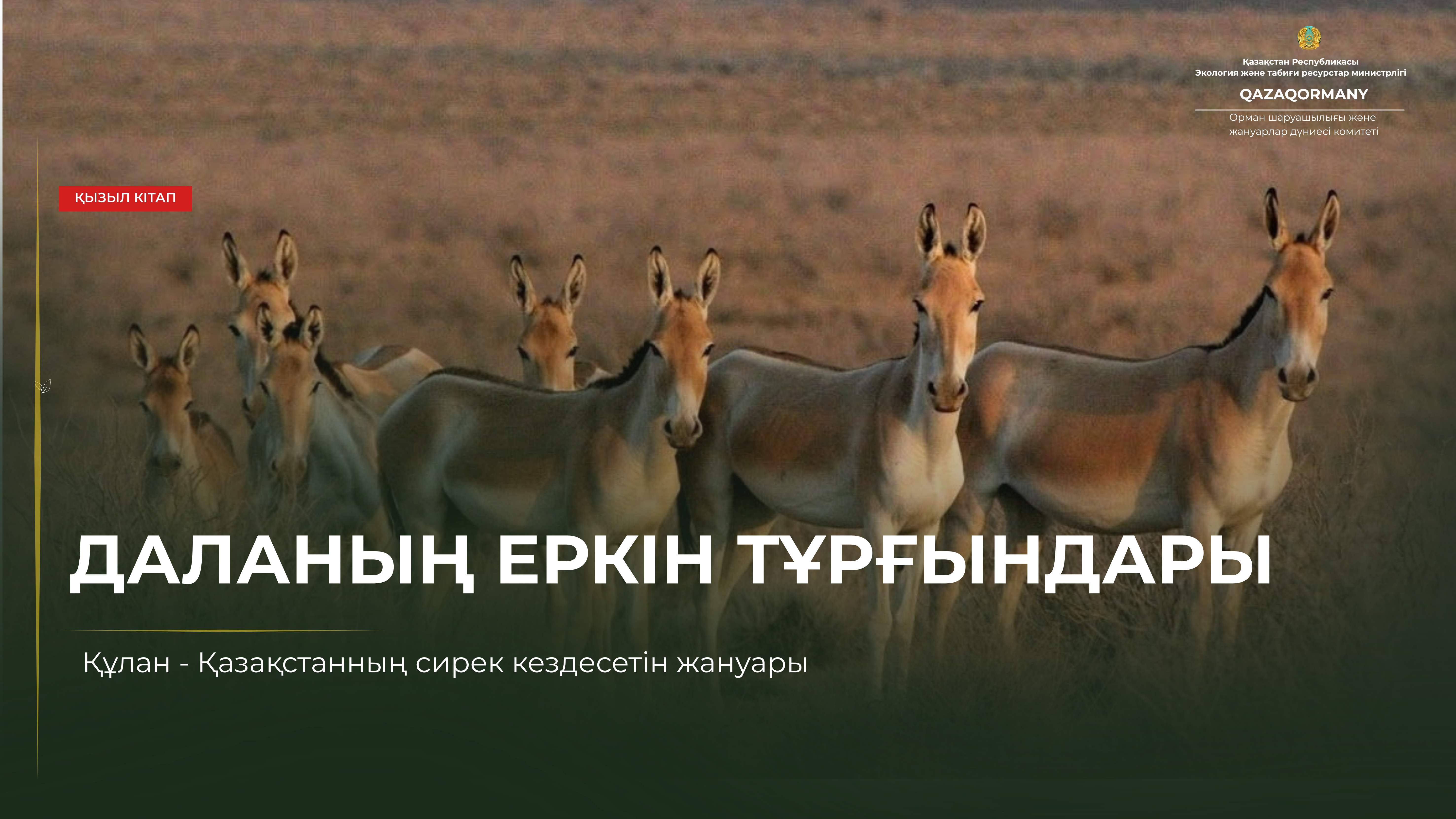 Құлан — даланың еркін рухы