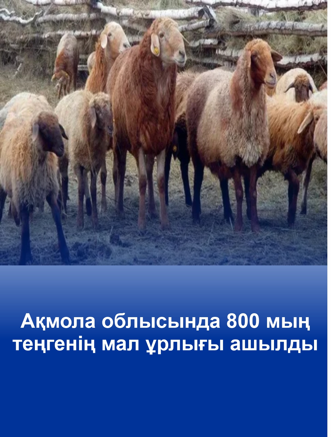 В Акмолинской области раскрыта кража скота на 800 тысяч тенге