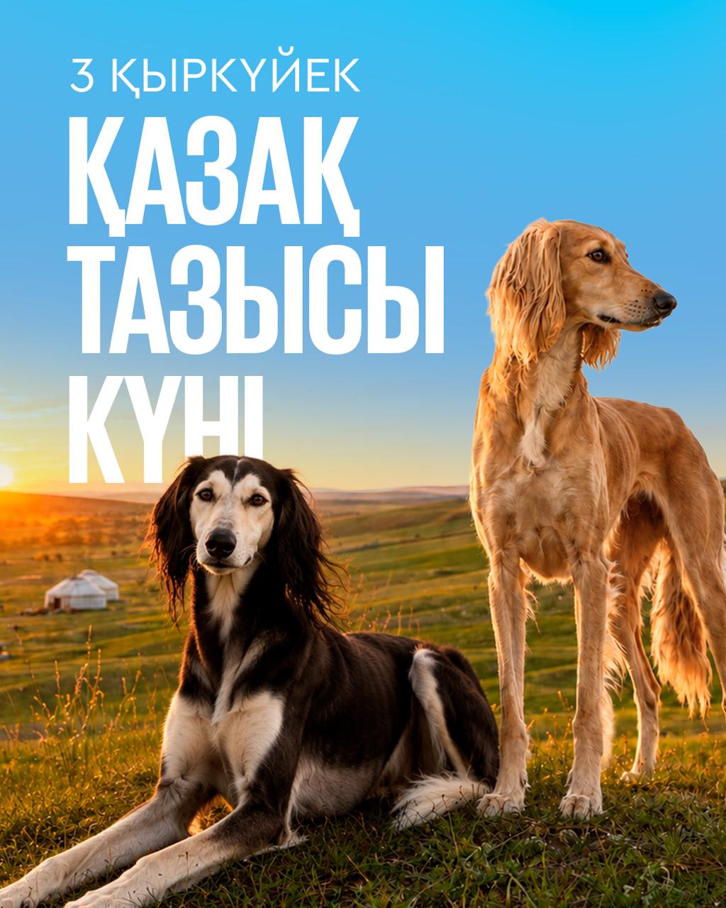 3 қыркүйек – қазақ тазысы күні