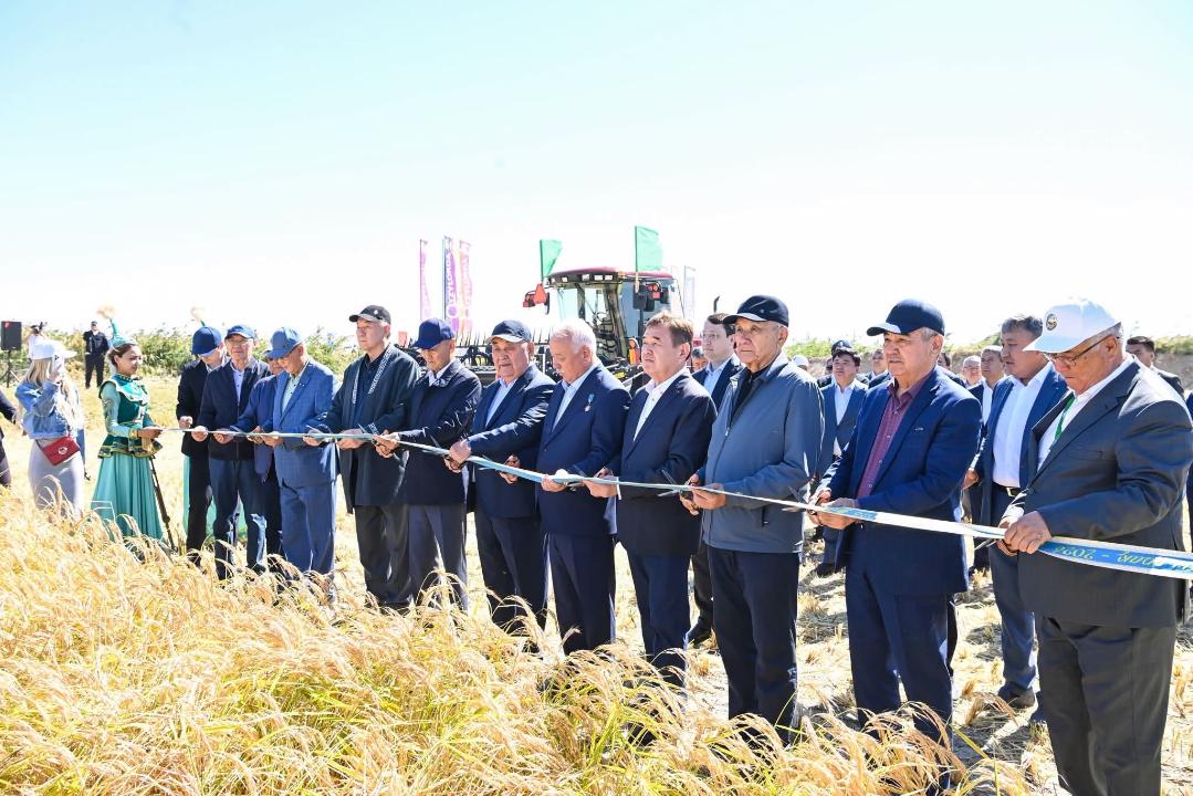 «Дала күні – 2026»: Сыр өңірінде күрішке орақ түсті