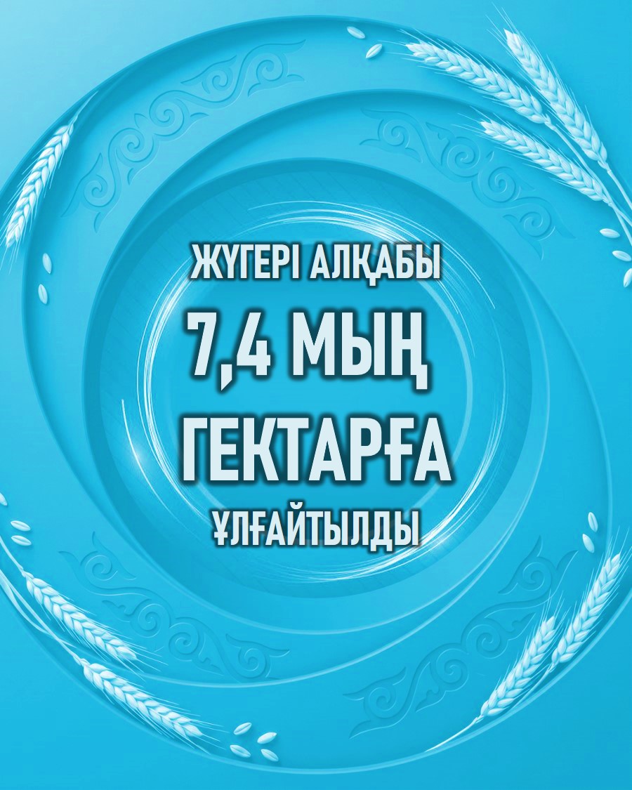 Жүгері алқабы 7,4 мың гектарға ұлғайтылды