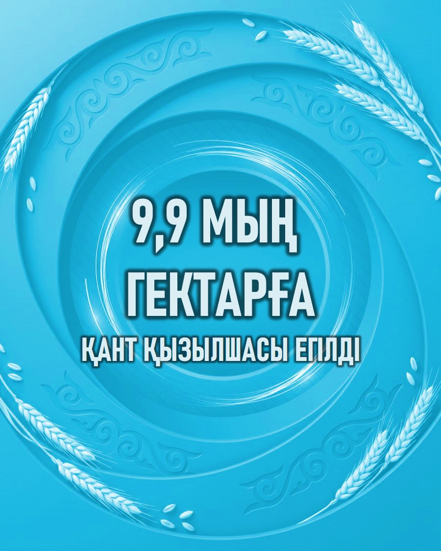 9,9 мың гектарға қант қызылшасы егілді