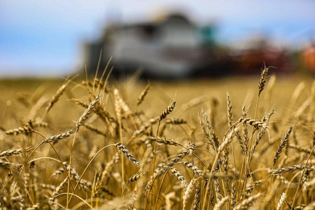 Ақтөбе өңірінде дәнді дақылдардың 63%-ы жиналды, 361 мың тонна астық бастырылды