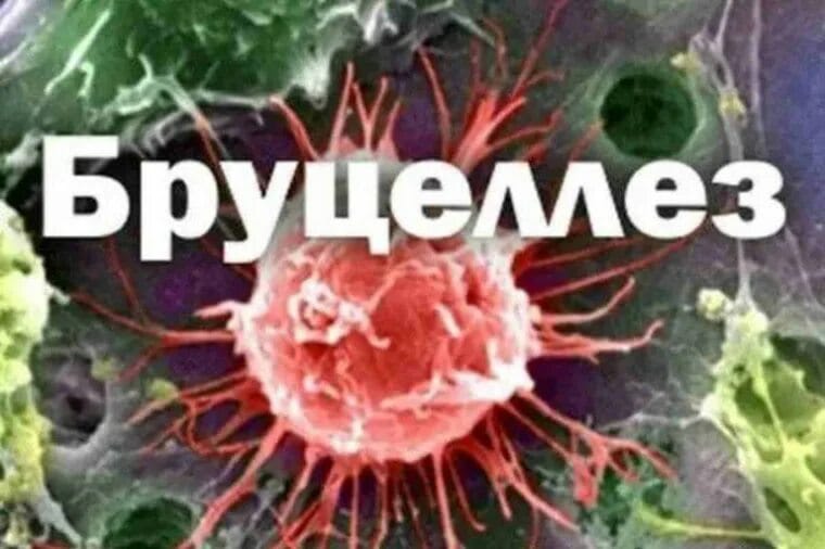 Бруцеллез, меры профилактики