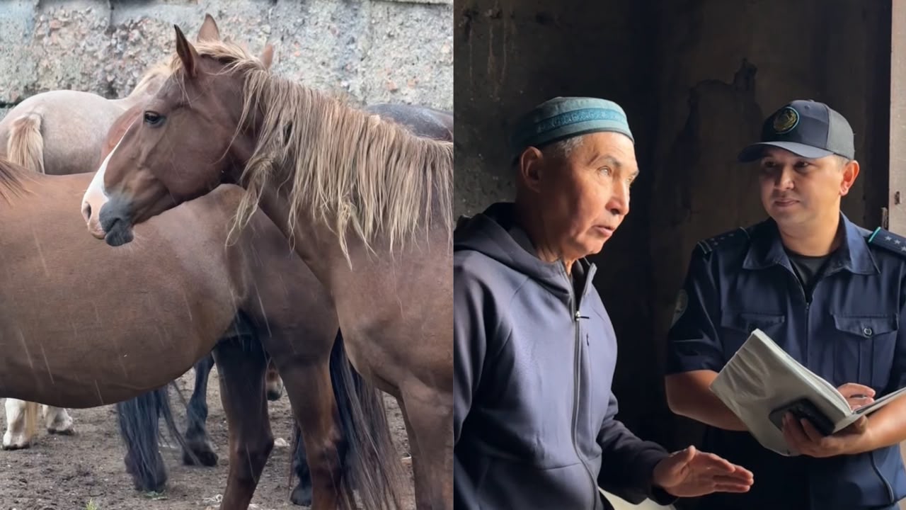 ШҚО-да 2 мыңнан астам мал иесі әкімшілік жауапкершілікке тартылды