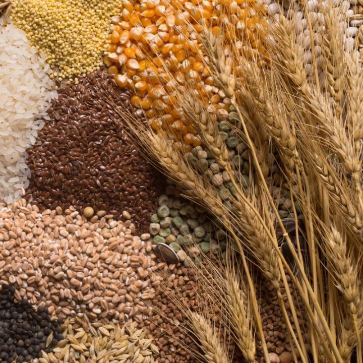 Дәнді, майлы және бұршақ дақылдарын өндірушілер үшін сауда стратегиясы бойынша ұсынымдар 14.09.2026