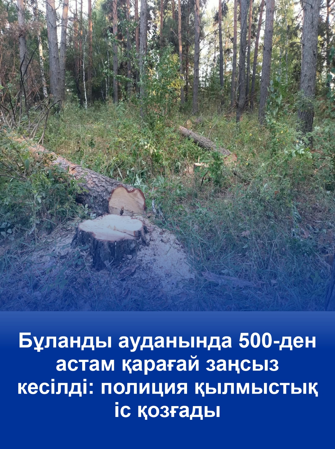 Более 500 деревьев незаконно вырубили в Буландынском районе: полиция возбудила уголовное дело