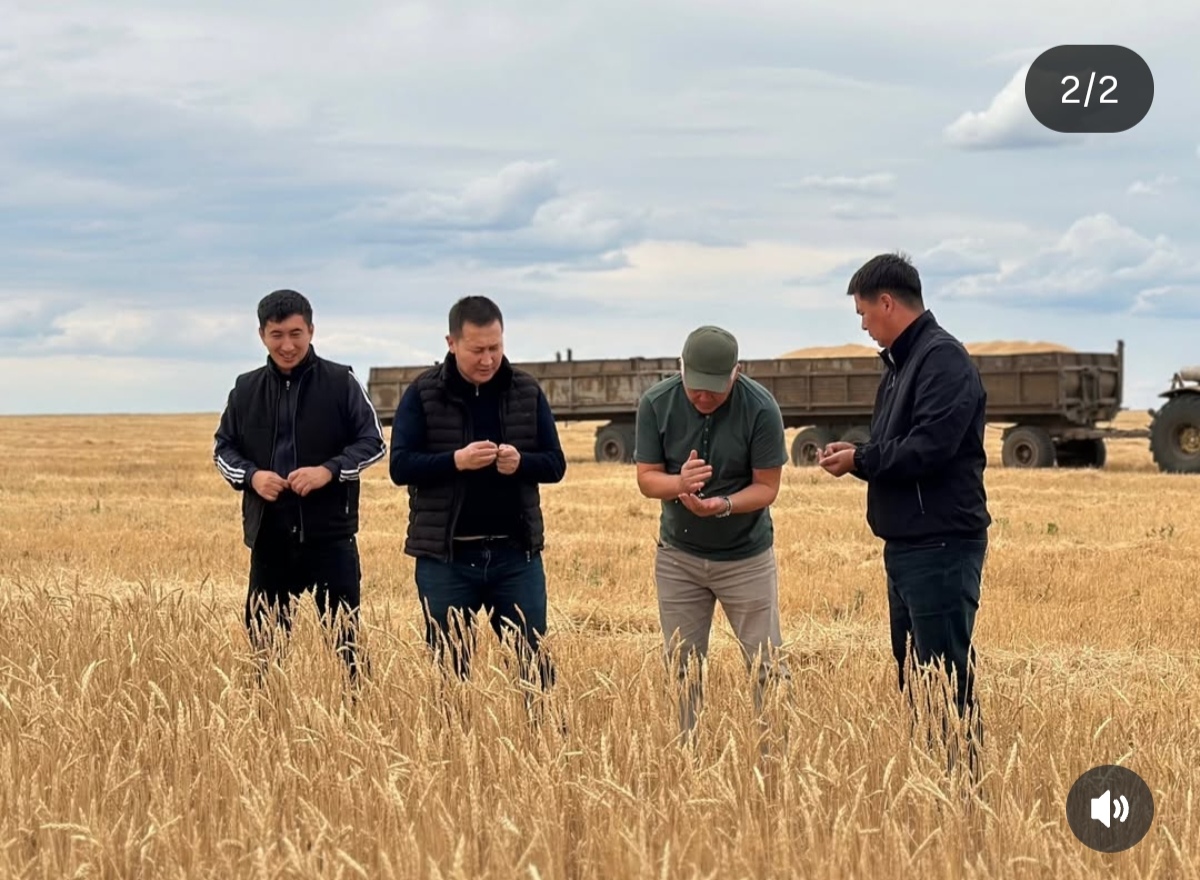 🌾 Әйтеке би ауданында биылғы егін орағы науқаны қызу жүріп жатыр