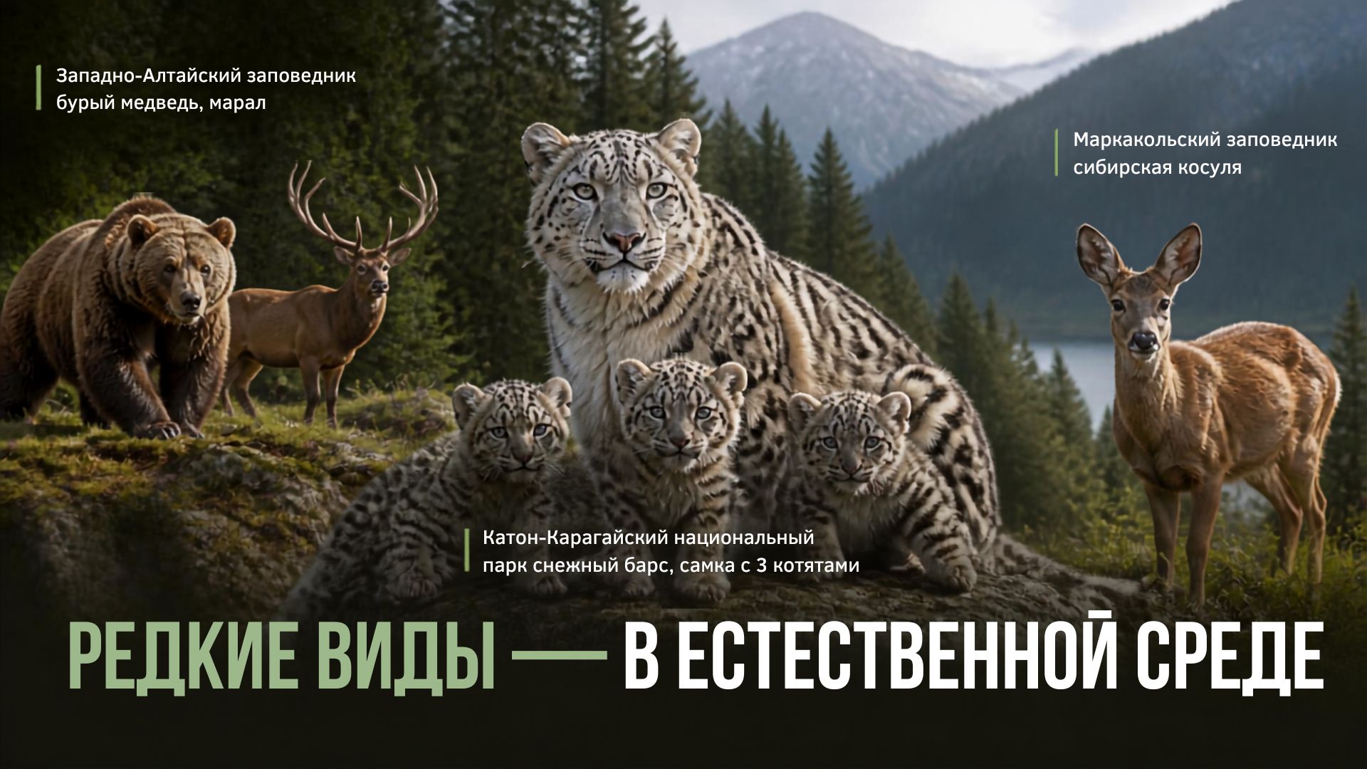 Wildlife of East Kazakhstan — Captured by Camera Traps
