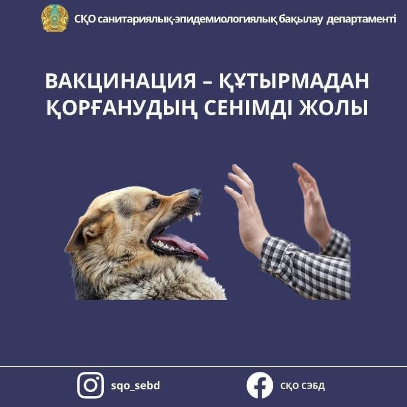 ☝️Профилактика бешенства: что необходимо знать?