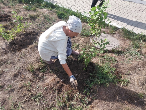 Женщина в белой кофте и головном уборе сажает молодое дерево в землю.