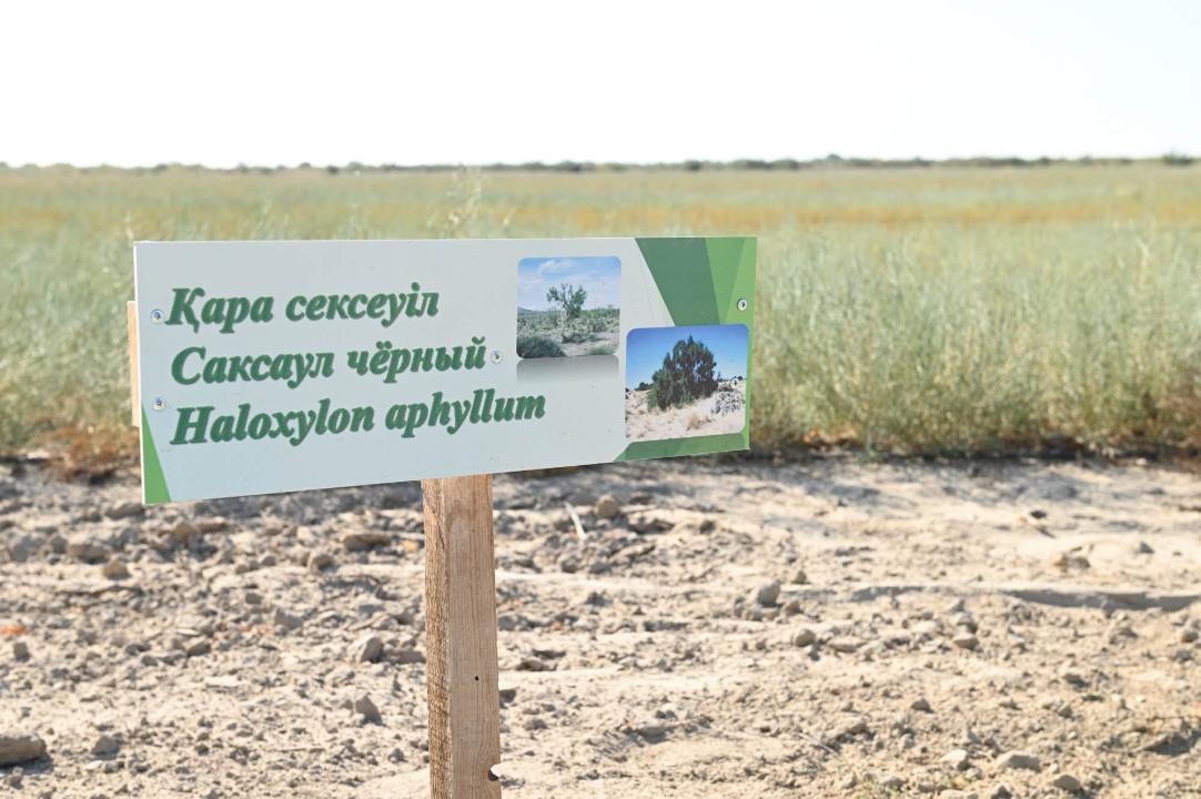 Қара сексеуіл (Haloxylon aphyllum) өсімдігі туралы ақпараттық тақта.