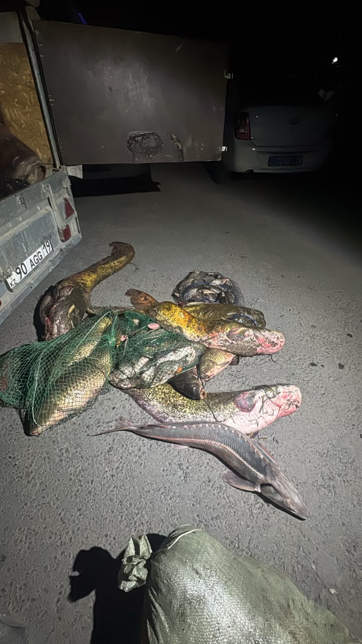 заңсыз ауланған 127 келі балықтың арасынан табылды