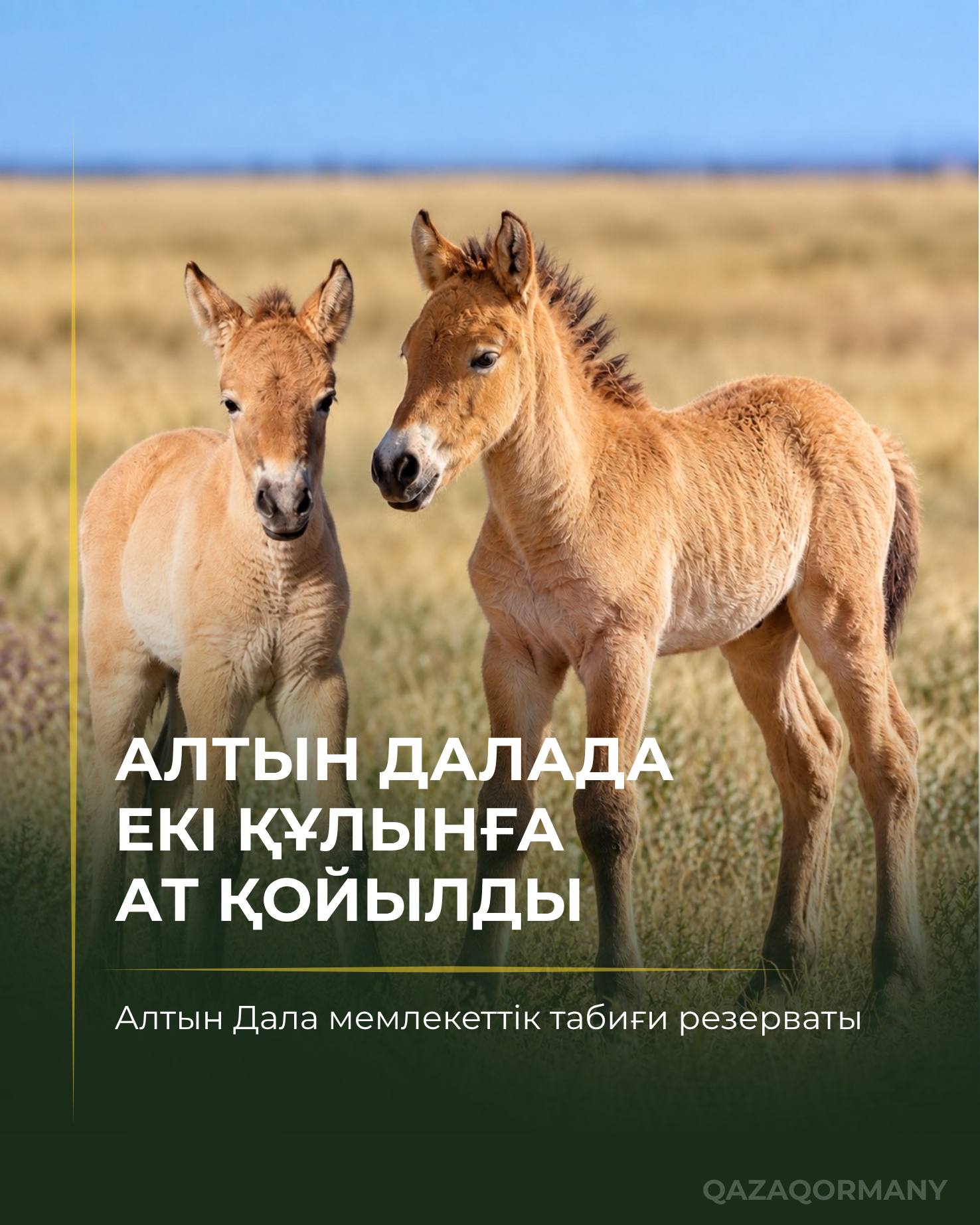 Қазақстанда туған алғашқы кертағы құлындарына Ботай және Тұмар есімдері берілді