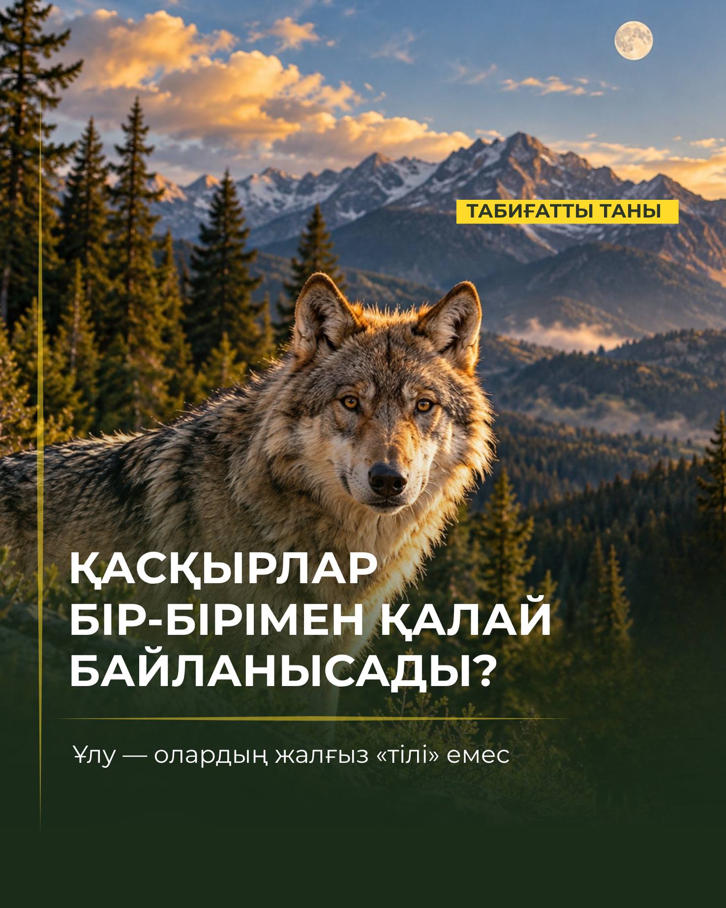 Что означает волчий вой?