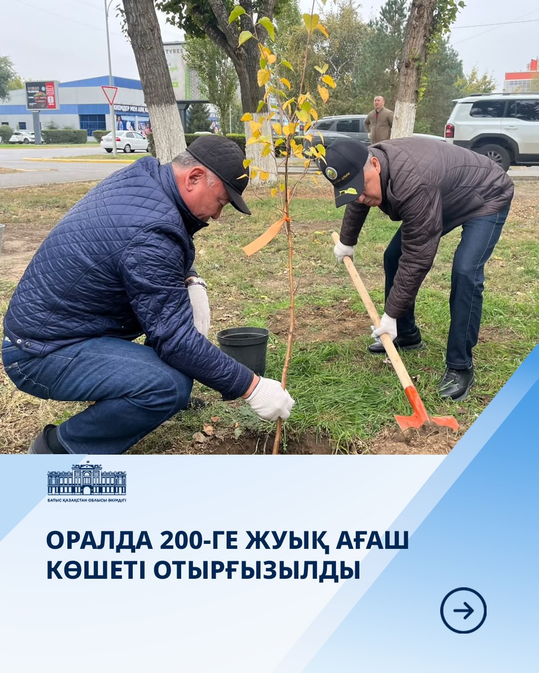 Оралда 200-ге жуық ағаш көшеті отырғызылды