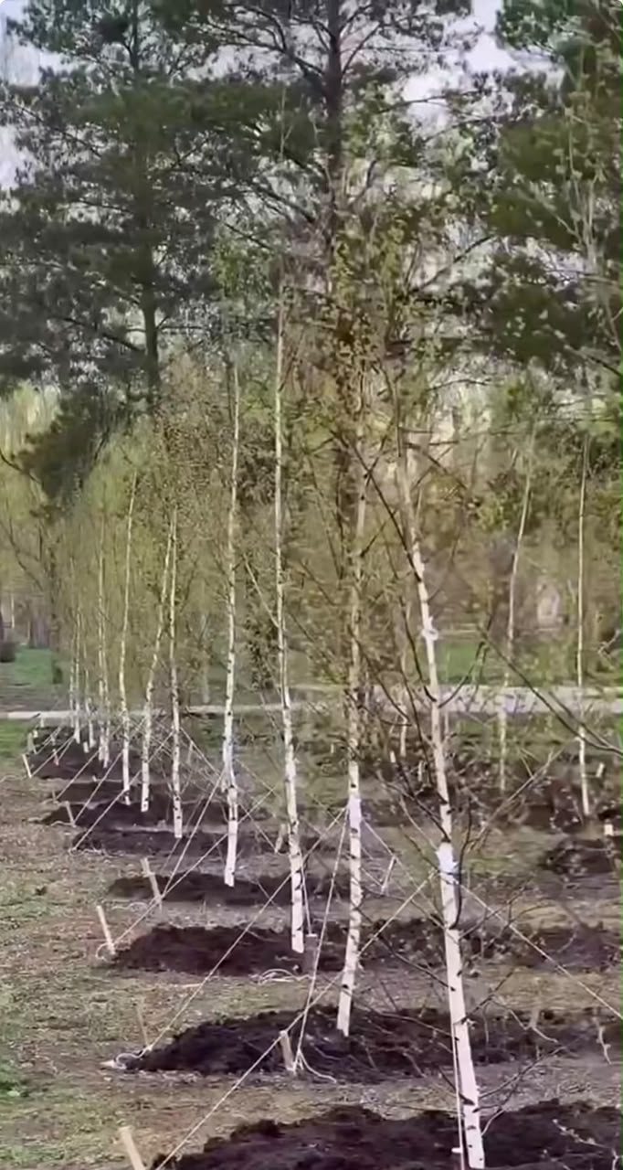 Autumn Greening Efforts Continue in Kostanay
