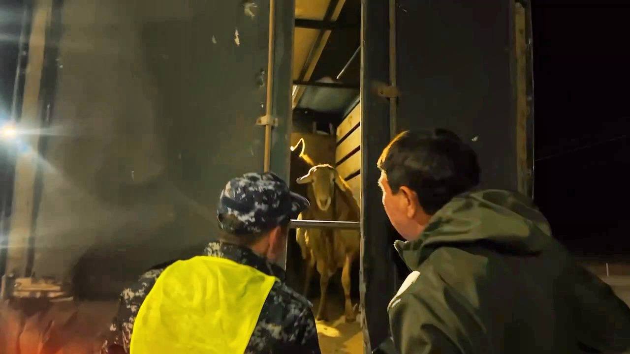 «Мал ұрлығы» ЖПІШ: Абай облысында сегіз қылмыстық топ анықталып, өткен жылдардағы бес мал ұрлығы ашылды