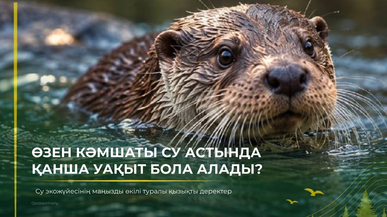 Өзен кәмшаты су астында қанша уақыт бола алады?