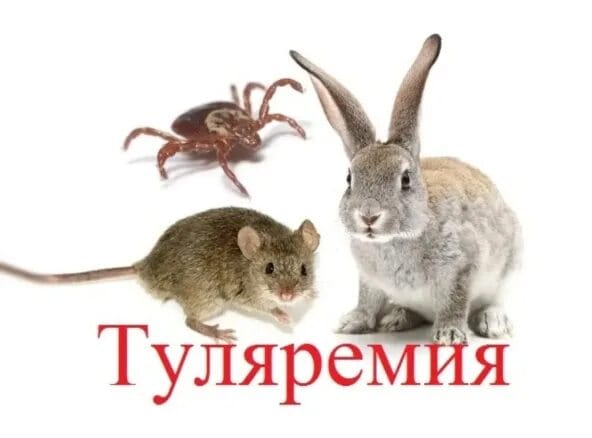 Туляремияның алдын алу: нені білу қажет
