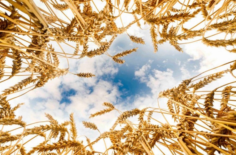 Казахстан собрал 24,3 млн тонн зерна