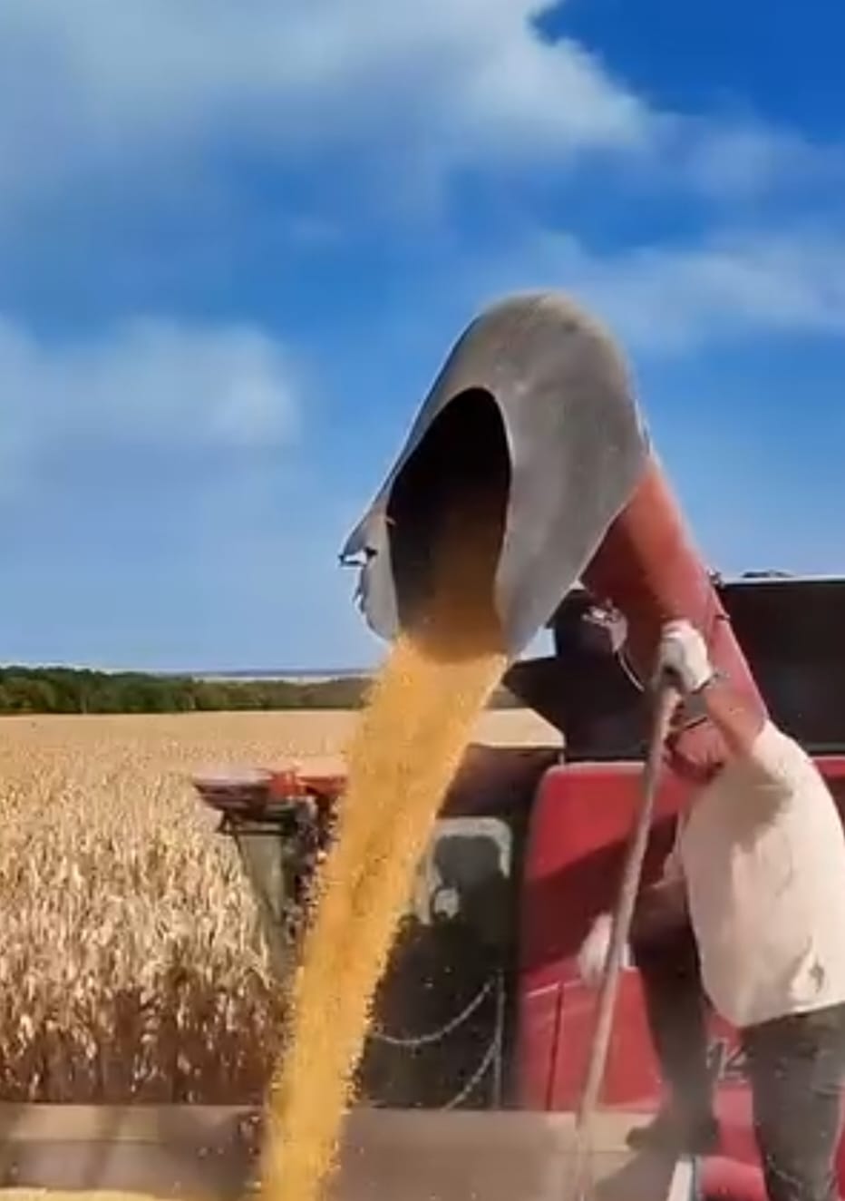 Жүгері өнімін жинау жұмыстары